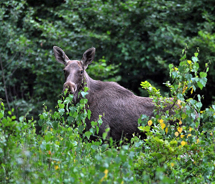 Alces alces Eland Elsdyr