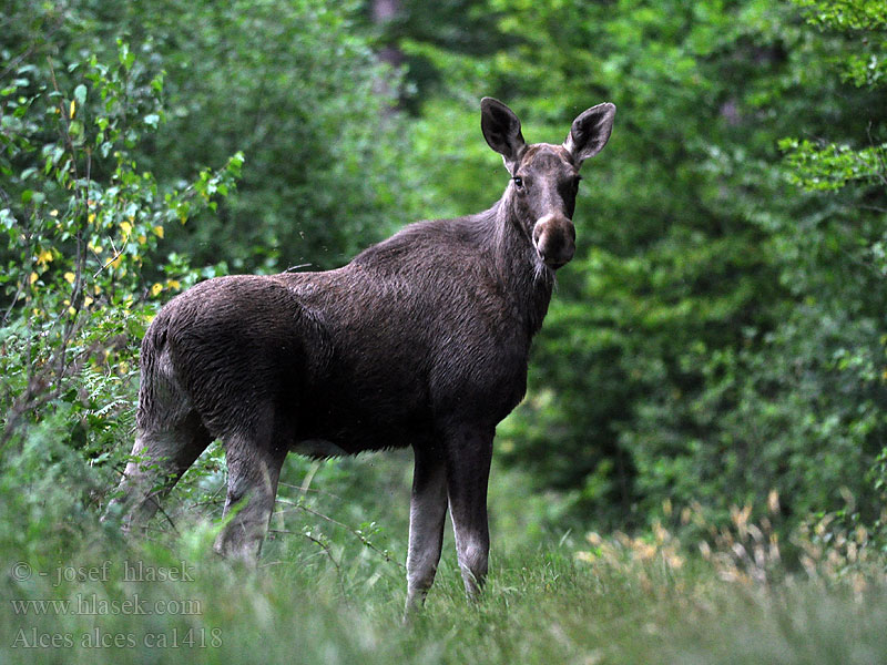 Alces alces Hirvi