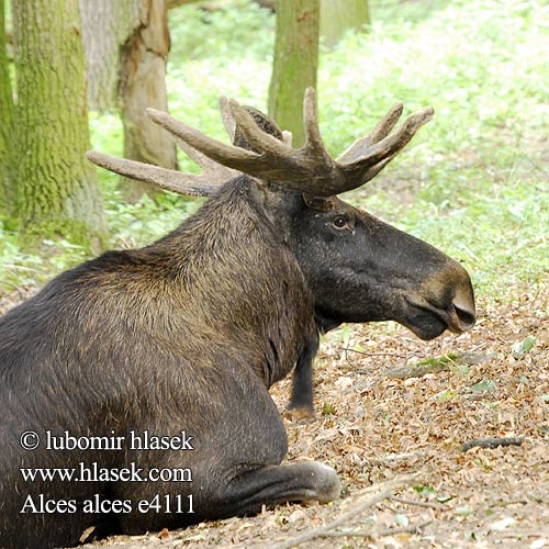 Alces alces e4111