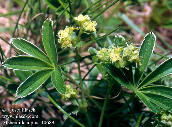 Alchemilla alpina Alpine Lady's-mantle Bjerg-Lovefod Tunturipoimulehti