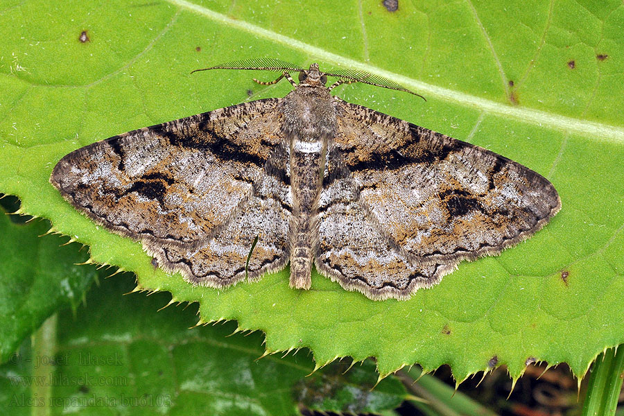 Braunmarmorierter Baumspanner Mottled Beauty