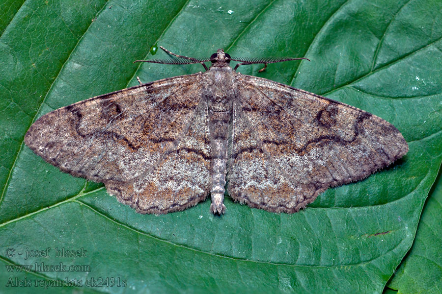 Mottled Beauty Kôrovka čučoriedková Alcis repandata