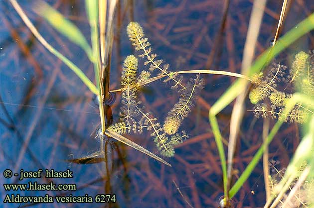 Aldrovanda vesiculosa Waterwheel Aldrovanda Aldrovandie vessies