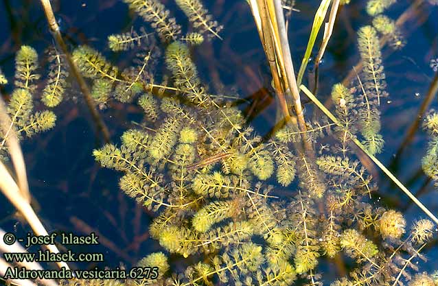 Aldrovanda vesicaria Wasserfalle Aldrowanda pęcherzykowata