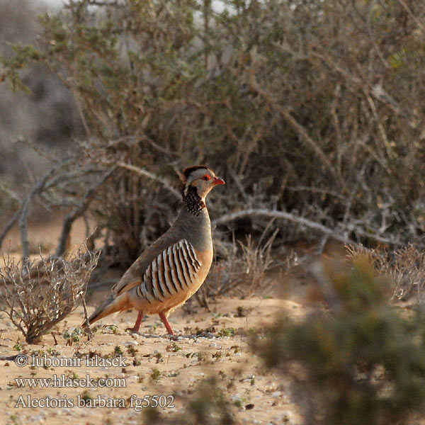 Alectoris barbara Pernice barbaresca Barbary Partridge Orebice berberská