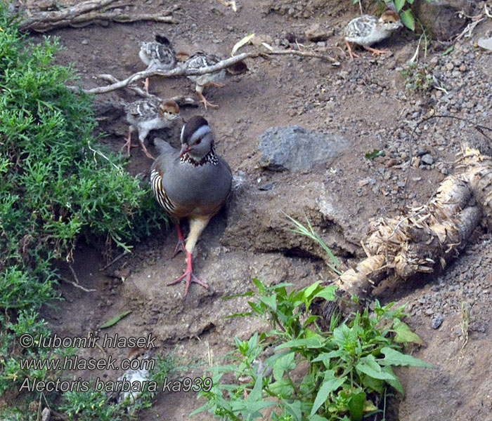 Alectoris barbara Klipphöna Perdiz-moura Barbary Partridge