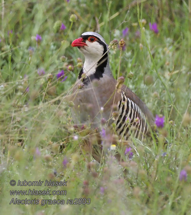 Alectoris graeca 欧石鸡 Orebice horská Steinhuhn