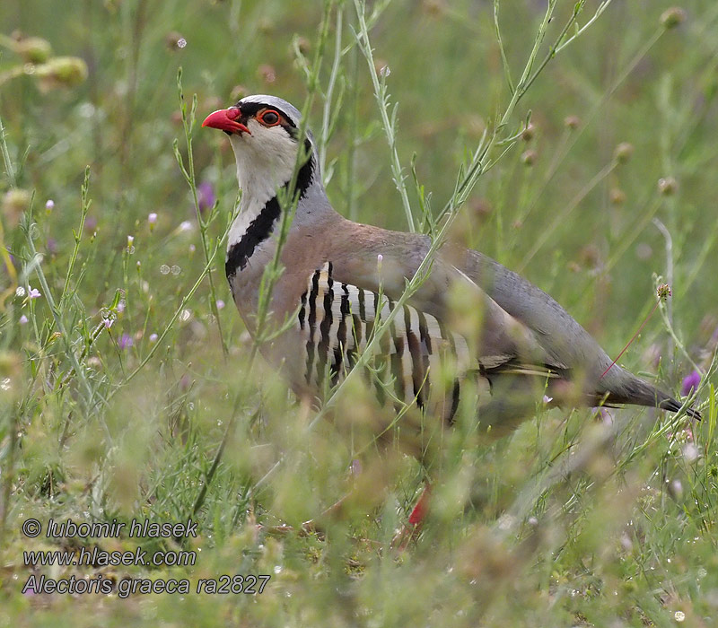 Alectoris graeca Stenhøne Rock Partridge Perdiz Griega