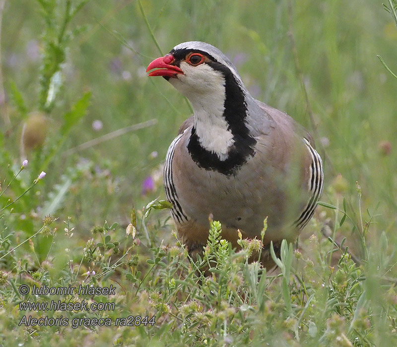 Alectoris graeca Coturnice ハイイロイワシャコ Steenpatrijs