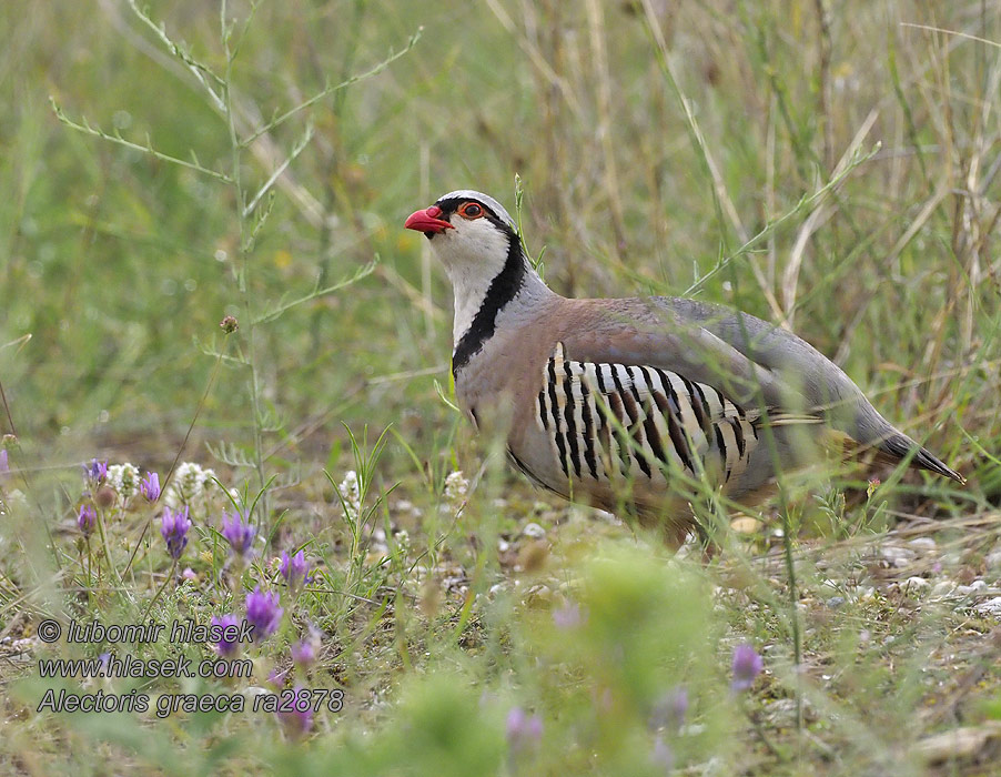 欧石鸡 Orebice horská Alectoris graeca