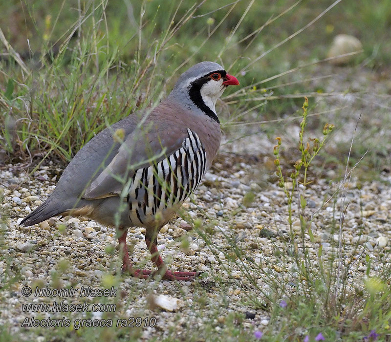 Steinhuhn Stenhøne Rock Partridge Alectoris graeca