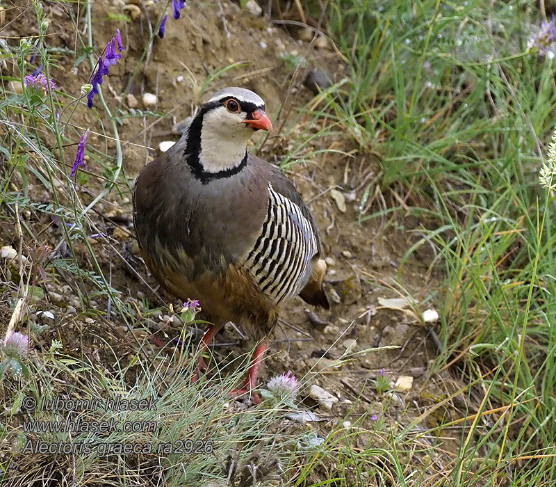 ハイイロイワシャコ Steenpatrijs Steinhøne Alectoris graeca