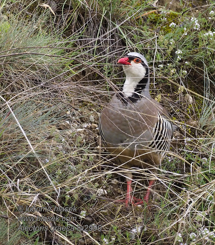 Alectoris graeca