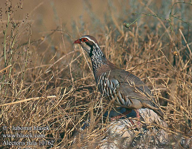 Alectoris rufa Red-legged Partridge Rothuhn