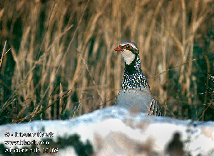 Alectoris rufa Red-legged Partridge Rothuhn Perdrix rouge