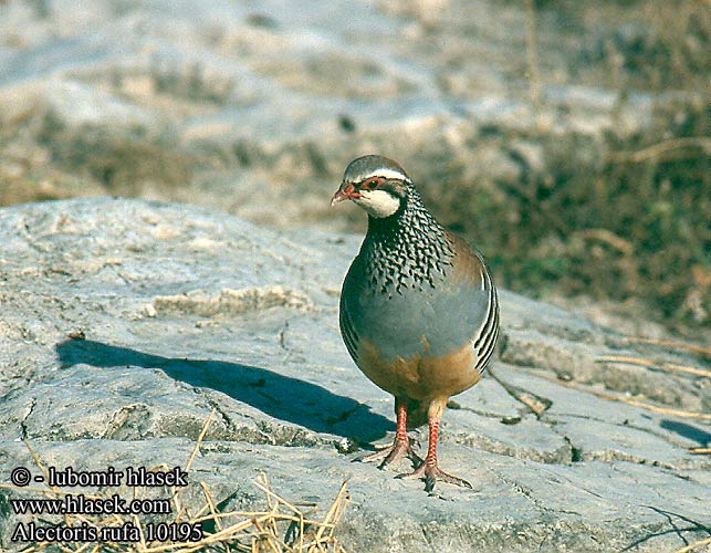 Alectoris rufa Red-legged Partridge