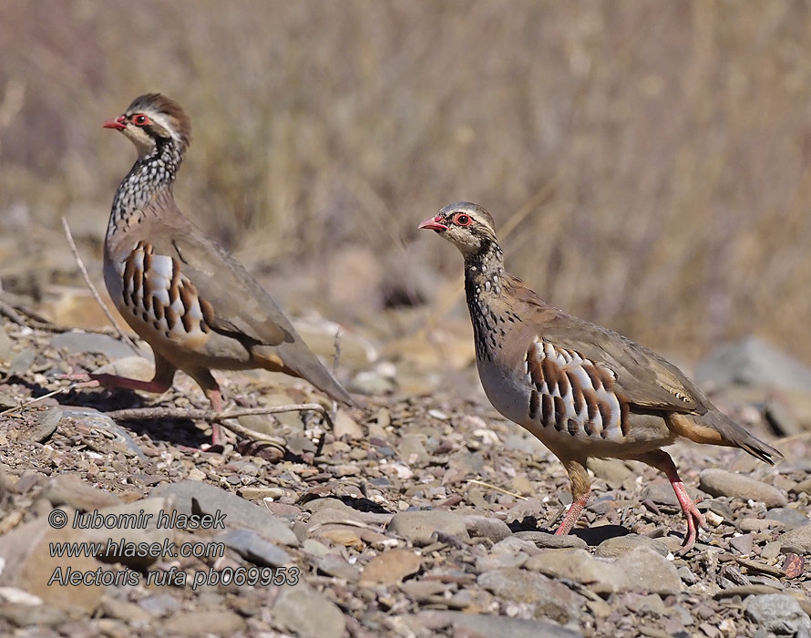 Rothuhn Perdrix rouge Alectoris rufa