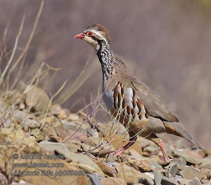 Red-legged Partridge Alectoris rufa