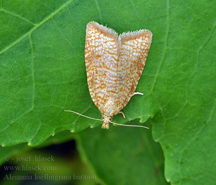 Aleimma loeflingiana Obaleč dubinový Yellow Oak Button Obaľovač dubový