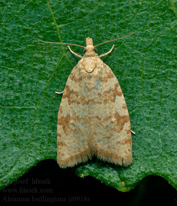 Obaleč dubinový Yellow Oak Button Aleimma loeflingiana