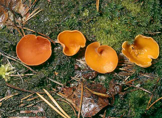 Aleuria aurantia Orange Cup Almindelig