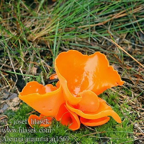 Aleuria aurantia Gioiello arancione Narancspiros csészegomba