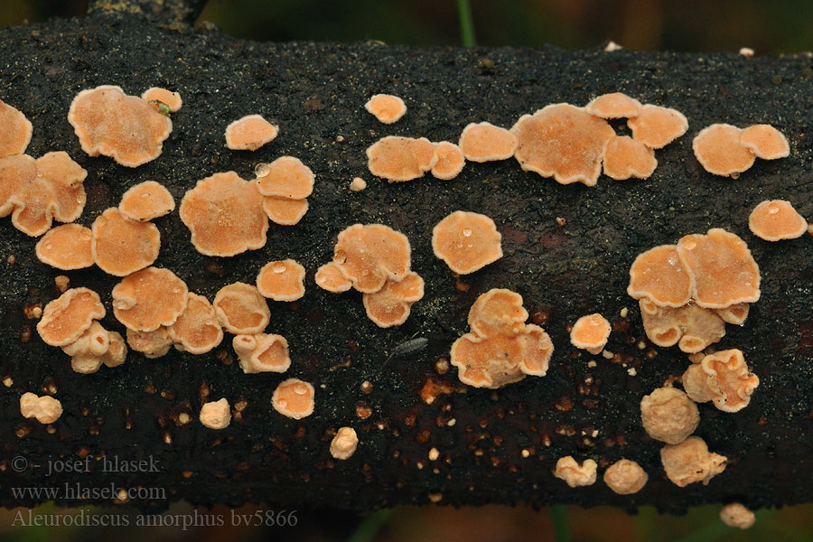 Aleurodiscus amorphus Orangefarbene Mehlscheibe