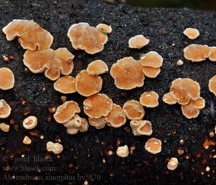 Aleurodiscus amorphus Oranje meelschijfje