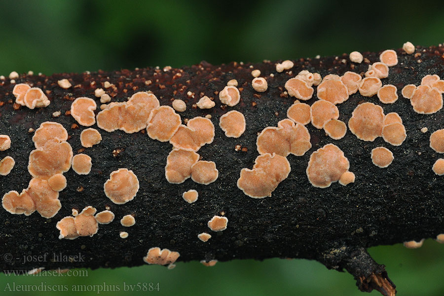 Aleurodiscus amorphus Orange Skiveskorpe