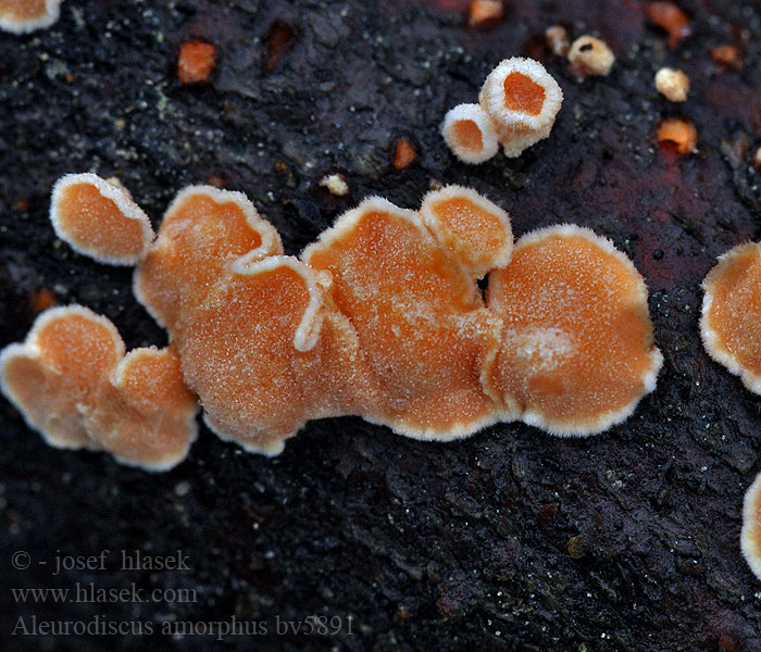 Aleurodiscus amorphus Kiekko-orvakka