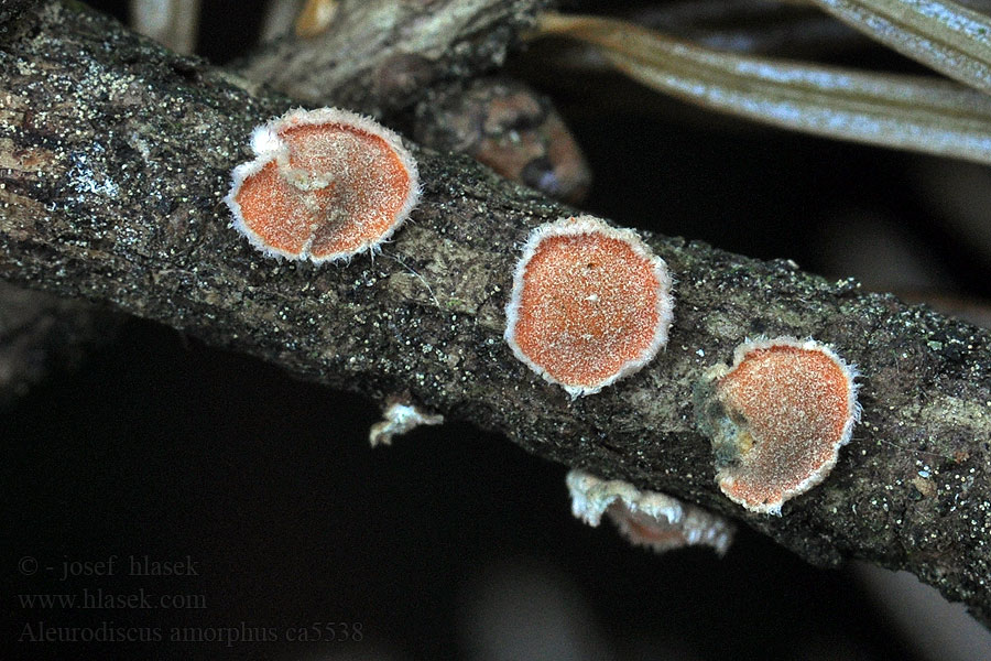 Aleurodiscus amorphus Narreskål