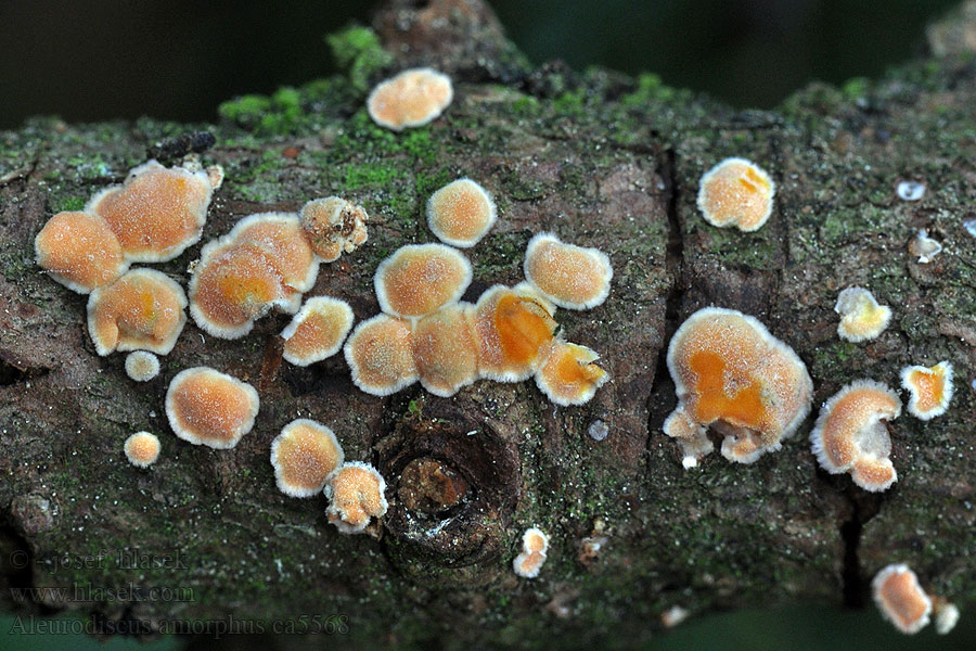 Orangefarbene Mehlscheibe Aleurodiscus amorphus