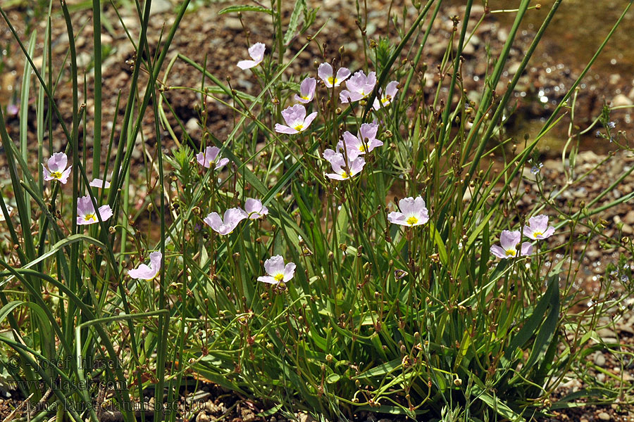 Alisma lanceolatum Froschlöffel Żabieniec lancetowaty