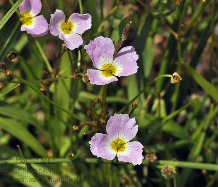 Alisma lanceolatum Slanke waterweegbree Alisma hoja estrecha Частуха ланцетная 膜果泽泻