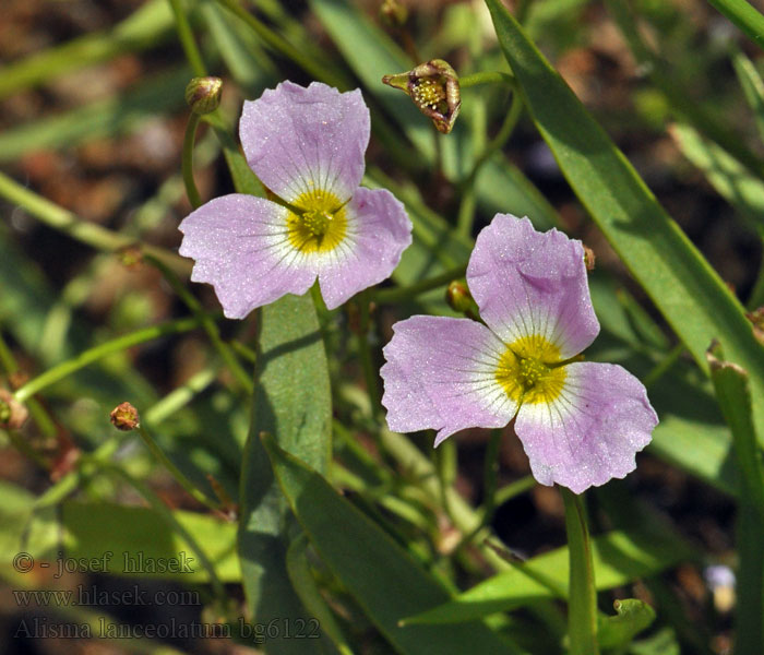 Alisma lanceolatum Žabník kopinatý Lanzettblättriger