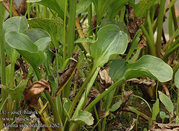 Alisma subcordatum