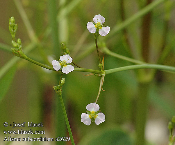 Alisma subcordatum