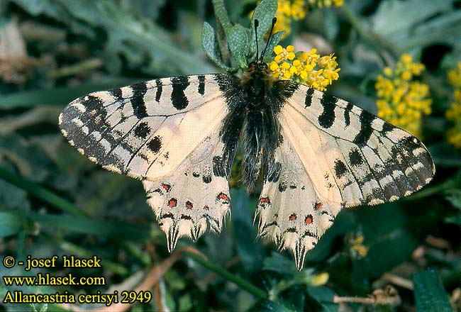 Allancastria cerisyi Zerynthia Eastern Festoon Thaïs balkanique