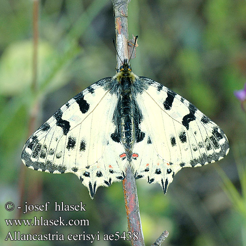 ｼﾛﾀｲｽｱｹﾞﾊ Allancastria cerisyi Zerynthia