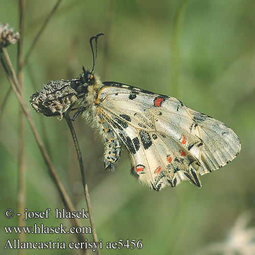 Eastern Festoon Thaïs balkanique Cérisy Östlicher Osterluzeifalter