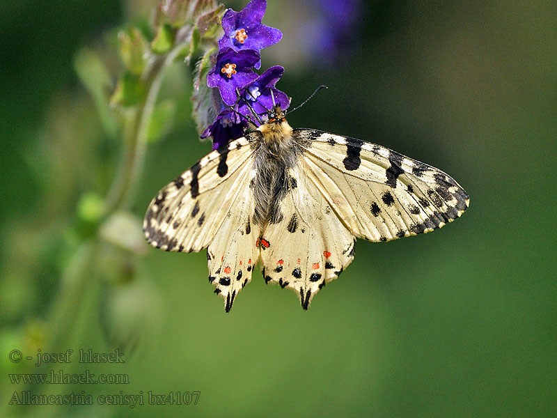 Eastern Festoon Allancastria cerisyi Zerynthia