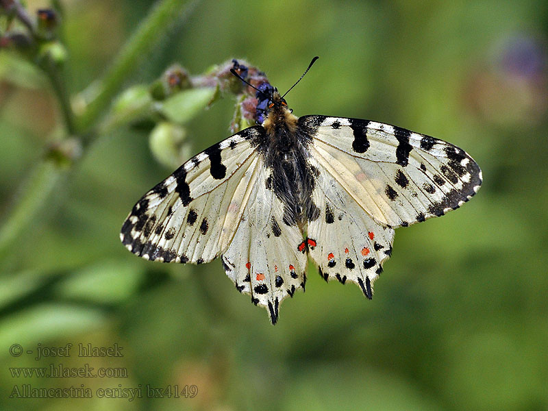 Östlicher Osterluzeifalter Allancastria cerisyi Zerynthia