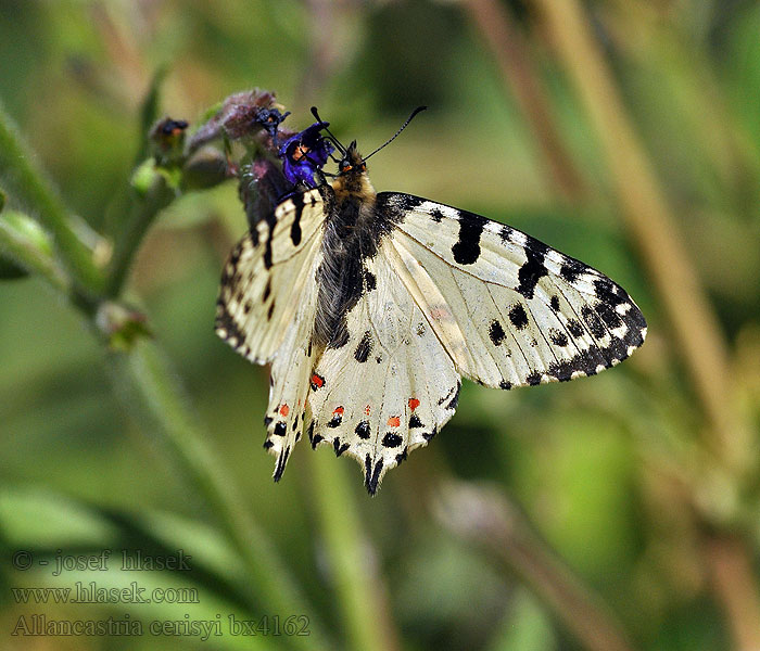 Парусник Церизий Allancastria cerisyi Zerynthia