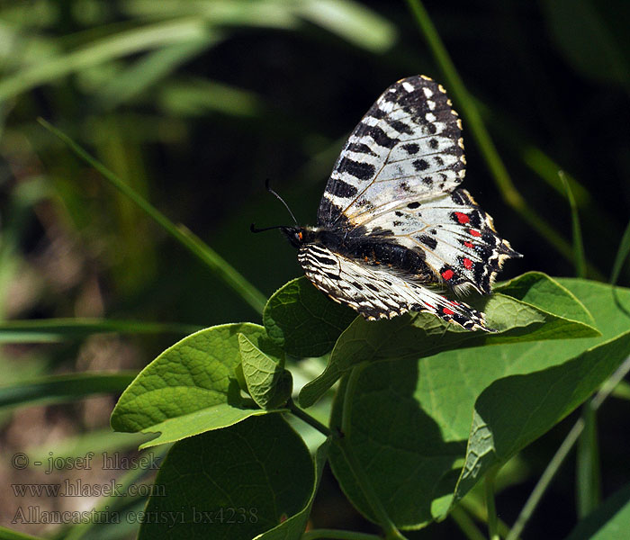 Allancastria cerisyi Zerynthia