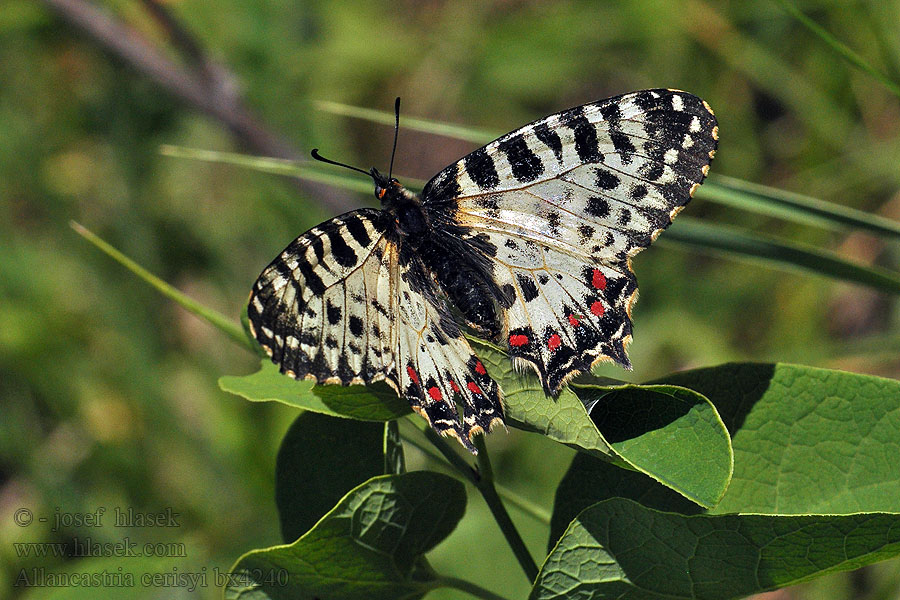 Allancastria cerisyi Zerynthia