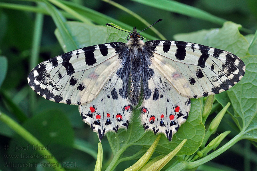 Allancastria Zerynthia cerisyi