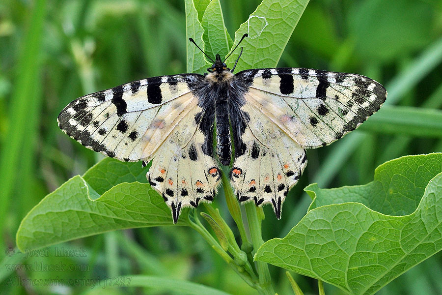 Allancastria Zerynthia cerisyi