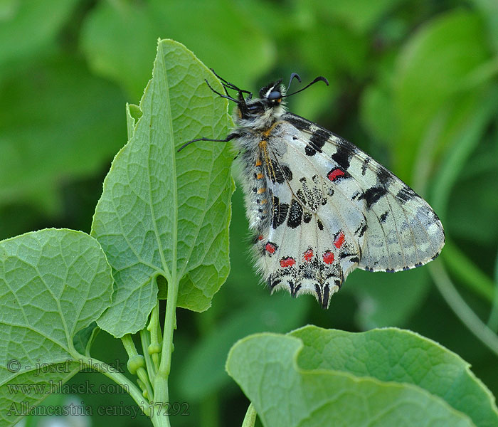 Allancastria cerisyi