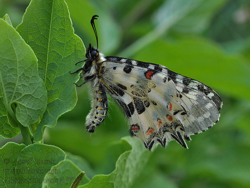 Allancastria cerisyi