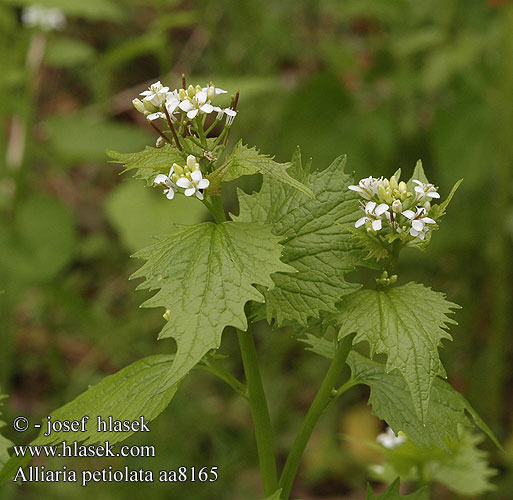 Alliaria petiolata Garlic mustard Løgkarse Litulaukka Alliaire officinale